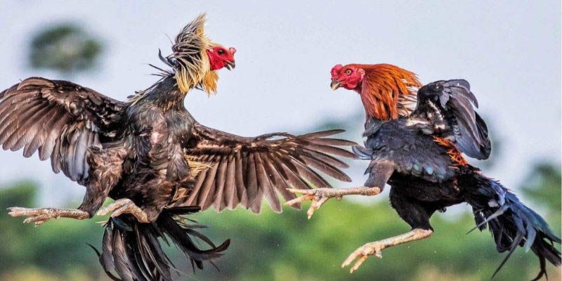 Thành viên theo dõi cụ thể kết quả trận đấu